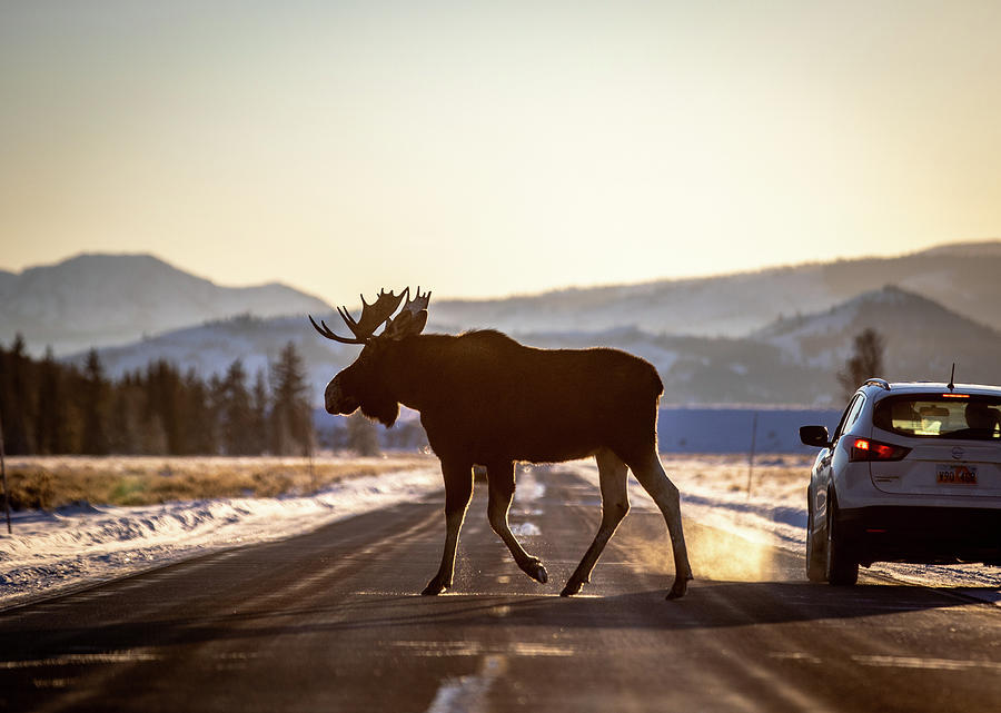 Moose Crossing Blank Meme Template