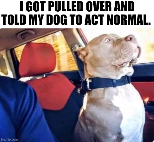 I Got Pulled Over And Told My Dog To Act Normal. | I GOT PULLED OVER AND TOLD MY DOG TO ACT NORMAL. | image tagged in chrisjoines1 | made w/ Imgflip meme maker