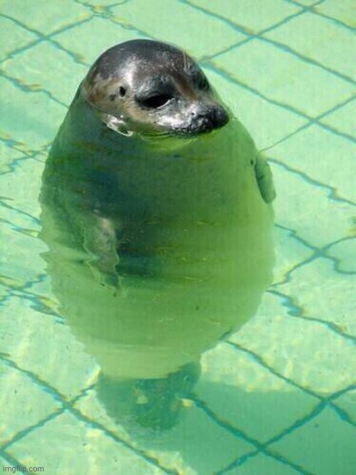 5 Feet and Swimming | image tagged in 5 feet and swimming | made w/ Imgflip meme maker