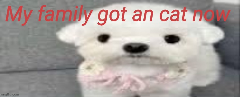 Dog stating | My family got an cat now | image tagged in dog stating | made w/ Imgflip meme maker