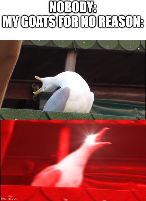 My goats bleet non-stop | NOBODY:
MY GOATS FOR NO REASON: | image tagged in screaming bird,memes,funny,goat,relatable,animals | made w/ Imgflip meme maker