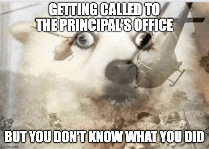PTSD dog | GETTING CALLED TO THE PRINCIPAL'S OFFICE; BUT YOU DON'T KNOW WHAT YOU DID | image tagged in ptsd dog | made w/ Imgflip meme maker