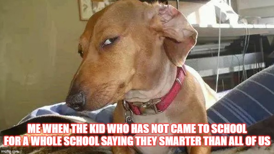 dog sideeye | ME WHEN THE KID WHO HAS NOT CAME TO SCHOOL FOR A WHOLE SCHOOL SAYING THEY SMARTER THAN ALL OF US | image tagged in dog sideeye | made w/ Imgflip meme maker