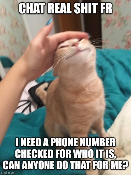 Mf texting me and multiple of my friends, and won't tell us who he is | CHAT REAL SHIT FR; I NEED A PHONE NUMBER CHECKED FOR WHO IT IS, CAN ANYONE DO THAT FOR ME? | image tagged in cat pat | made w/ Imgflip meme maker