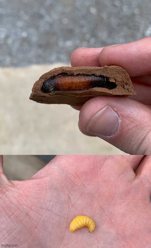 This is what a baby mud dauber looks like | made w/ Imgflip meme maker