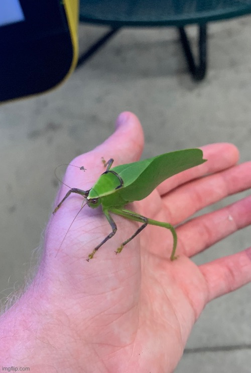 THP holds bug picture #847 | made w/ Imgflip meme maker