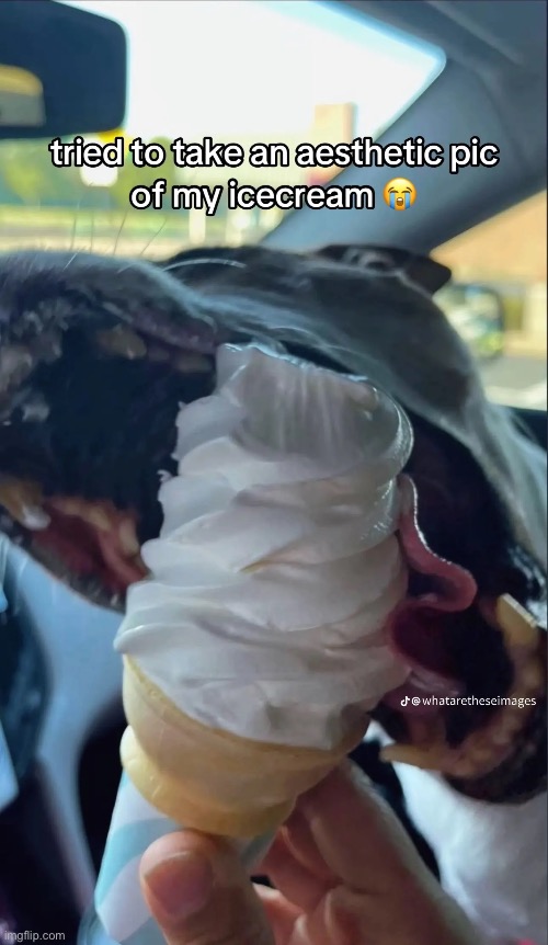 Rip ice cream | image tagged in fun,animals,funny,memes | made w/ Imgflip meme maker