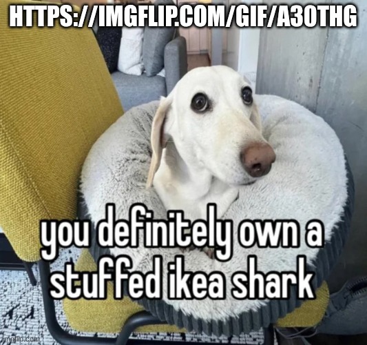 you definitely own a stuffed ikea shark | HTTPS://IMGFLIP.COM/GIF/A30THG | image tagged in you definitely own a stuffed ikea shark | made w/ Imgflip meme maker