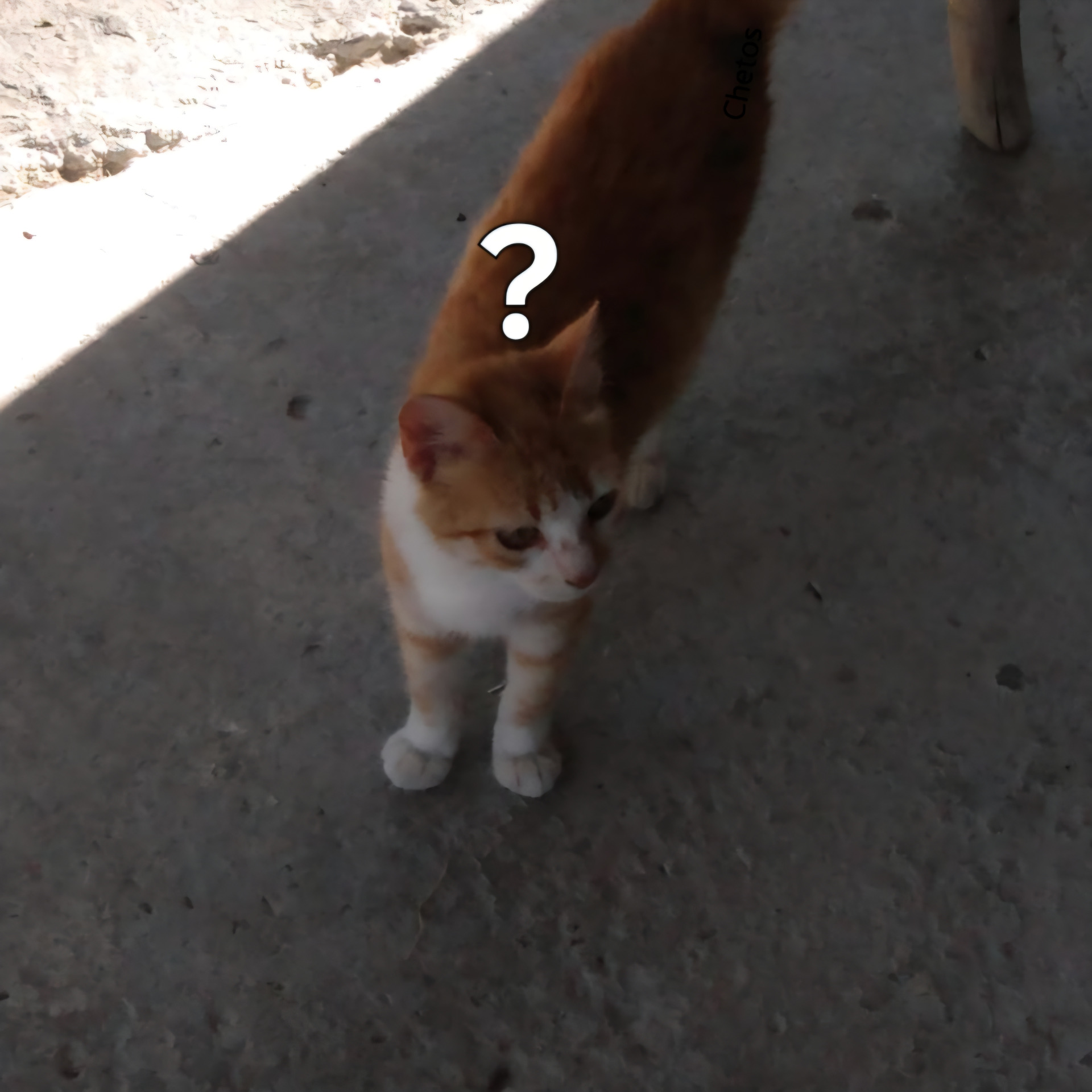 Gato confundido Blank Meme Template