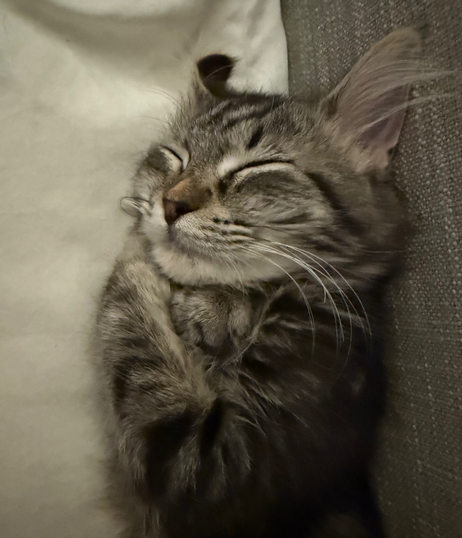 Snuggly Kitten Blank Meme Template