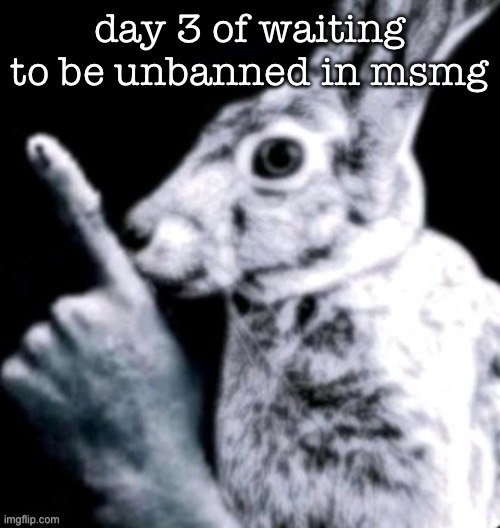 rabbit | day 3 of waiting to be unbanned in msmg | image tagged in rabbit | made w/ Imgflip meme maker