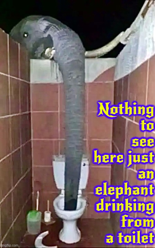 Nothing To See Here | Nothing to see here just an elephant drinking from a toilet | image tagged in nothing to see here,elephant,toilet water,plunger,hilarious memes,funny | made w/ Imgflip meme maker