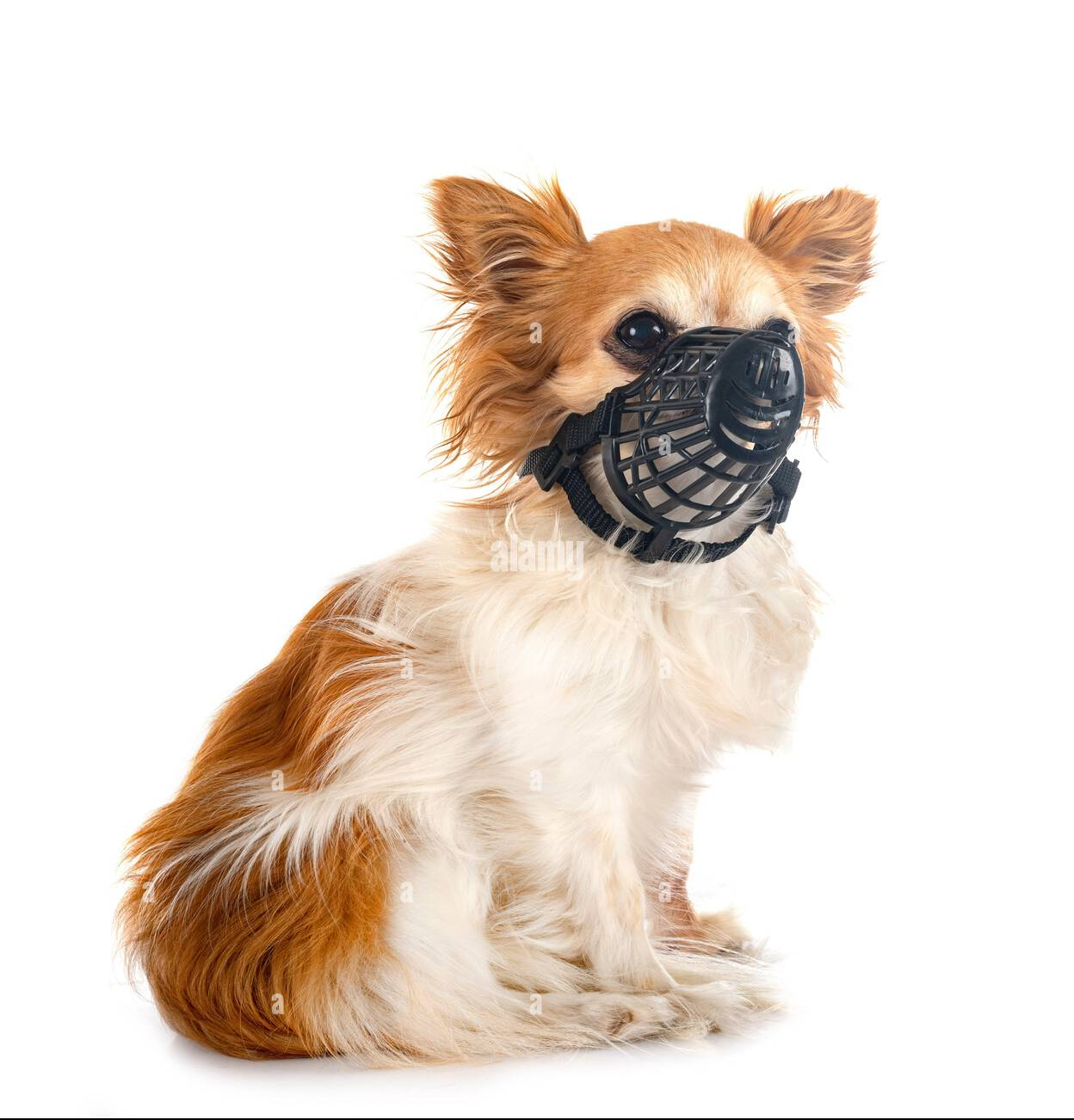 Muzzled Chihuahua Blank Meme Template