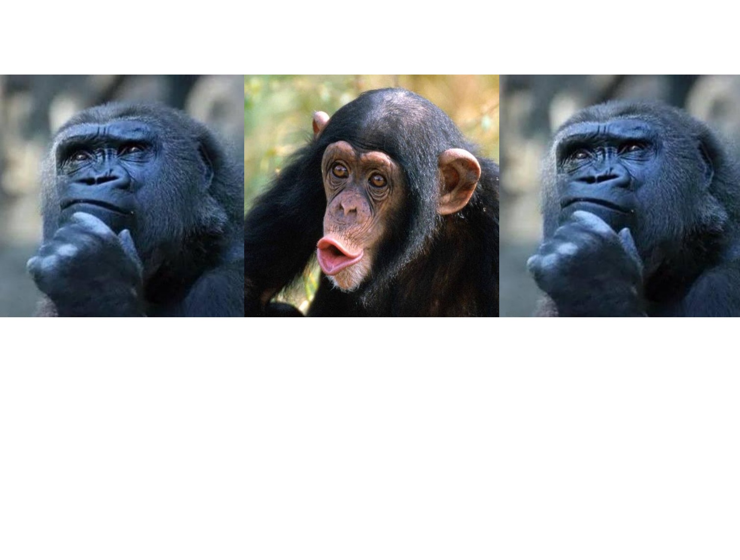 Confused understand and confused again Blank Meme Template