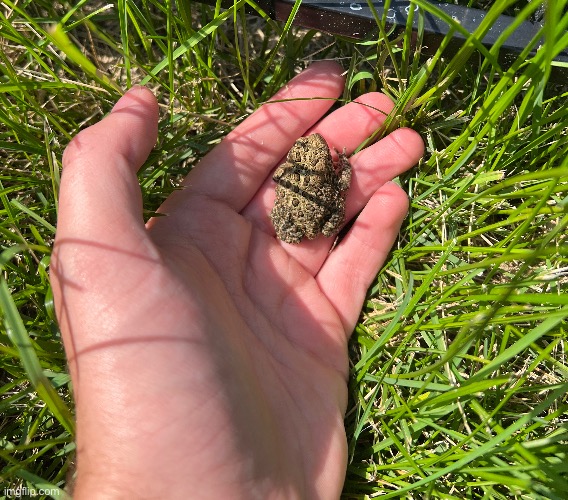 Little toad in my backyard | made w/ Imgflip meme maker