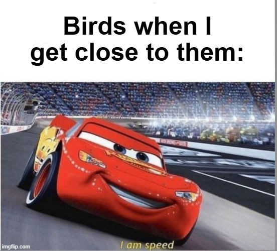 I am Speed | Birds when I get close to them: | image tagged in i am speed | made w/ Imgflip meme maker