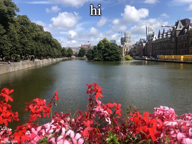 Roses | hi | image tagged in roses | made w/ Imgflip meme maker