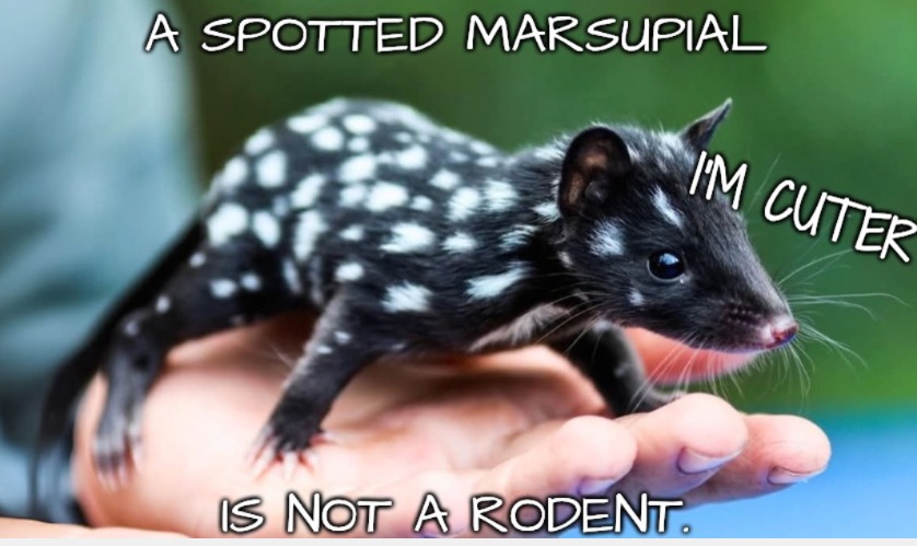 nothing cute can be called a rodent | image tagged in rodents are not cute,rodents are rats,get that rodent out of my house | made w/ Imgflip meme maker