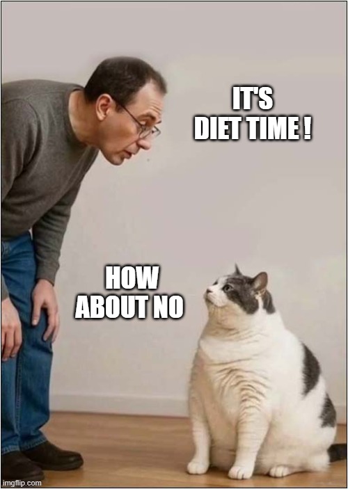 The 'Elephant In The Room' ! | IT'S DIET TIME ! HOW ABOUT NO | image tagged in cats,fat cat,diet,how about no | made w/ Imgflip meme maker