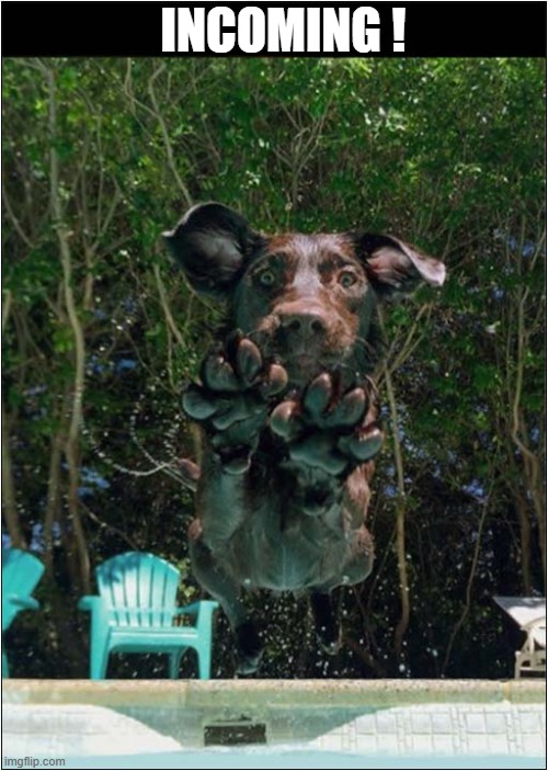 'Fun' At The Pool ! | INCOMING ! | image tagged in dogs,swimming pool,incoming,missile | made w/ Imgflip meme maker