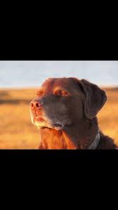 Dog reflecting Blank Meme Template