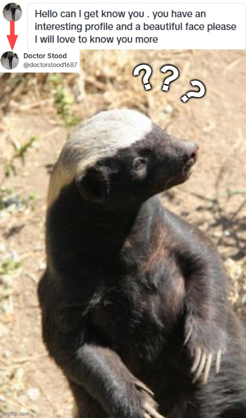Playing by the script | ? ? ? | image tagged in honey badger,beautiful,cat calls,tiktok | made w/ Imgflip meme maker