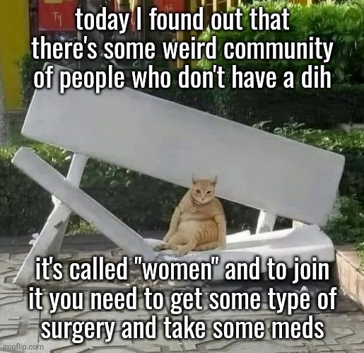 cat on broken bench | today I found out that there's some weird community of people who don't have a dih; it's called "women" and to join
it you need to get some type of
surgery and take some meds | image tagged in cat on broken bench | made w/ Imgflip meme maker