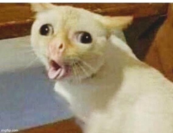 Cat vomiting lol | image tagged in cat vomiting lol | made w/ Imgflip meme maker