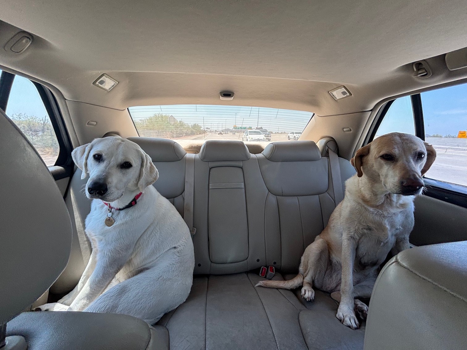 two dogs in timeout Blank Meme Template