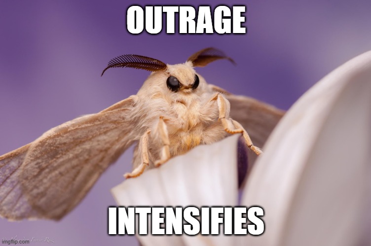 outrage intensifies | OUTRAGE; INTENSIFIES | image tagged in outraged moth | made w/ Imgflip meme maker