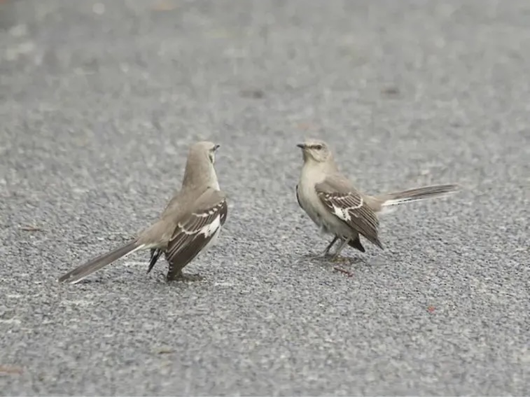 Birds Arguing Blank Meme Template