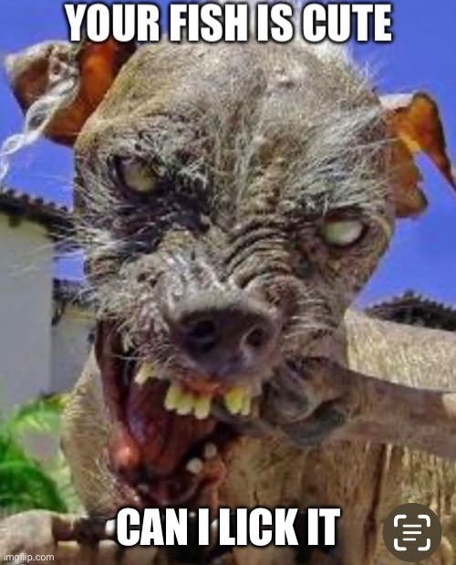 Cute dog | CAN I LICK IT | image tagged in ugly,dog | made w/ Imgflip meme maker
