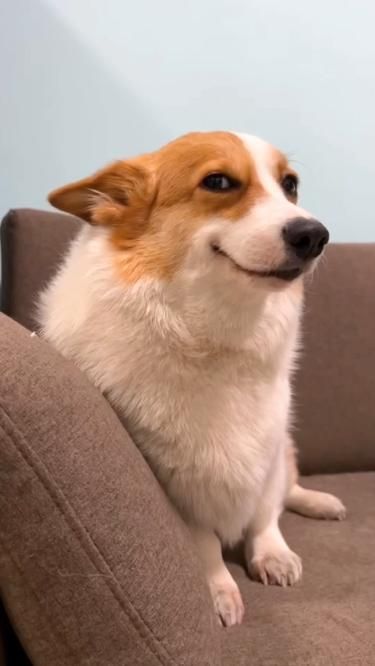 Sly smiling corgi Blank Meme Template