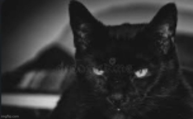 the are you Fr cat | image tagged in the are you fr cat | made w/ Imgflip meme maker