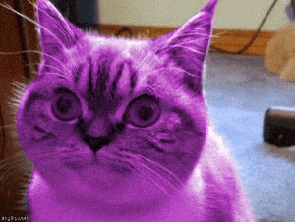 RayCat derp | image tagged in raycat derp | made w/ Imgflip meme maker