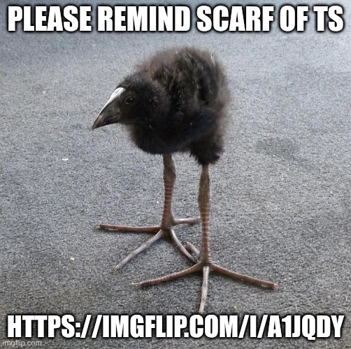 I member ts | PLEASE REMIND SCARF OF TS; HTTPS://IMGFLIP.COM/I/A1JQDY | image tagged in pukeko chick | made w/ Imgflip meme maker