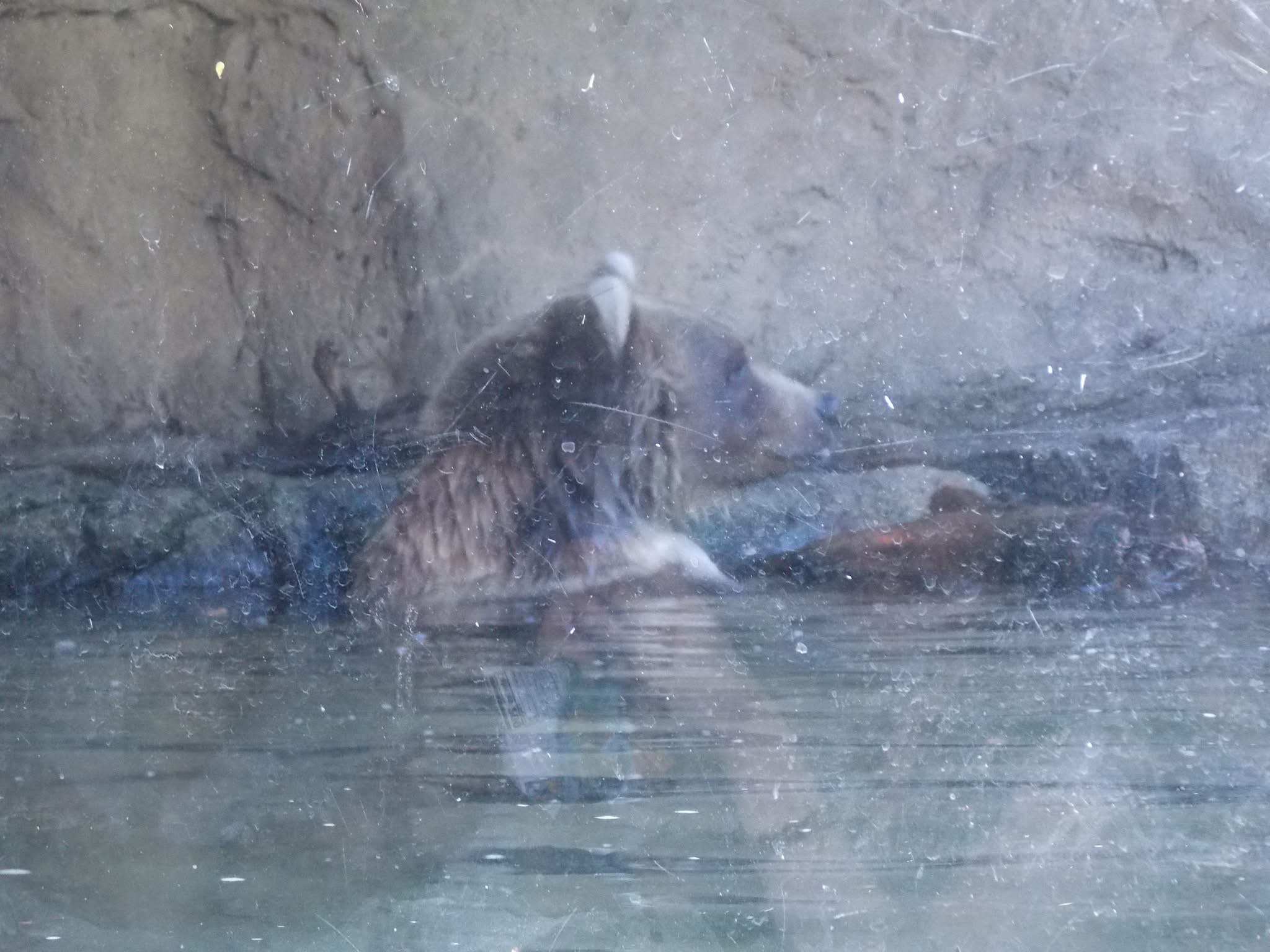 Pensive Bear Blank Meme Template