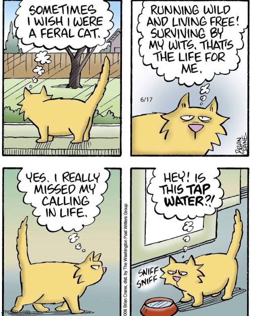Muffin is too lazy to be a feral cat… | image tagged in cats,comics,pickles,muffin | made w/ Imgflip meme maker
