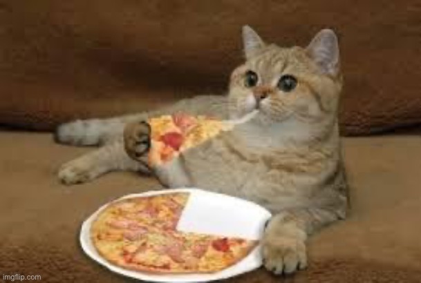 cat eats pizza | image tagged in cat eats pizza | made w/ Imgflip meme maker