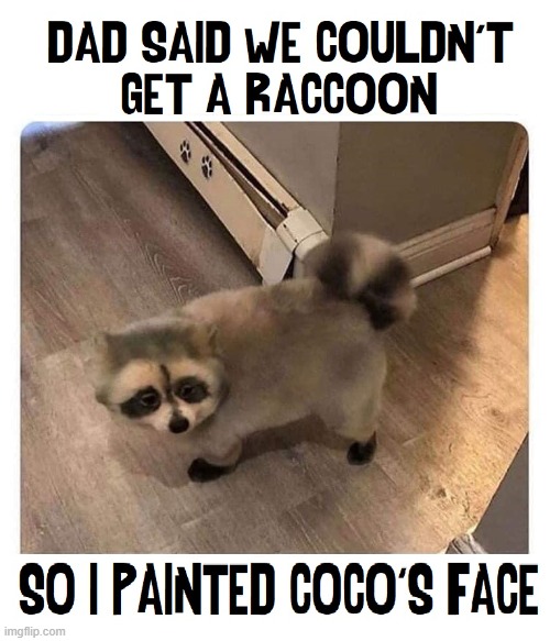 ...and changed his name to Rocky | image tagged in vince vance,dogs,raccoon,funny animal memes | made w/ Imgflip meme maker