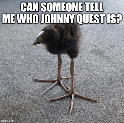 literally popped up on my tv | CAN SOMEONE TELL ME WHO JOHNNY QUEST IS? | image tagged in pukeko chick | made w/ Imgflip meme maker