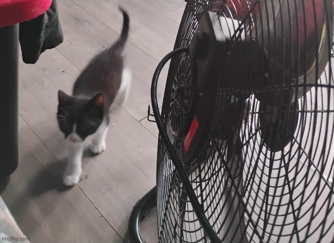 Cat jumpscare | made w/ Imgflip meme maker