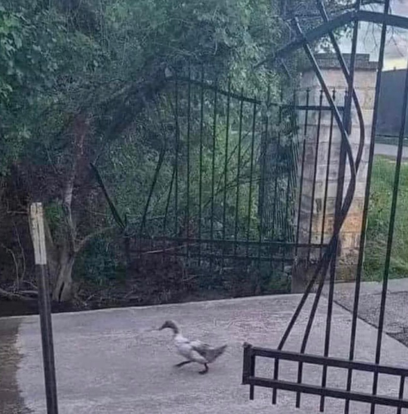 Duck you Blank Meme Template