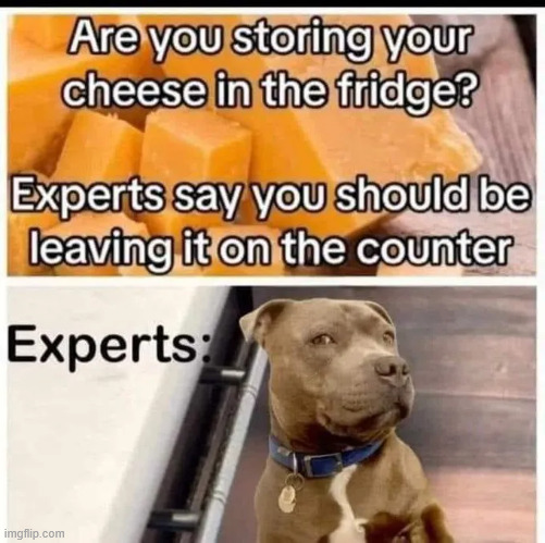 Cheese storage expert | image tagged in repost,cheese storage expert | made w/ Imgflip meme maker