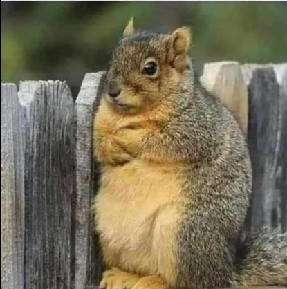 angry squirrel Blank Meme Template