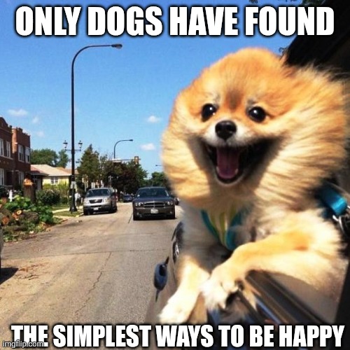 happy dog | ONLY DOGS HAVE FOUND; THE SIMPLEST WAYS TO BE HAPPY | image tagged in happy dog | made w/ Imgflip meme maker