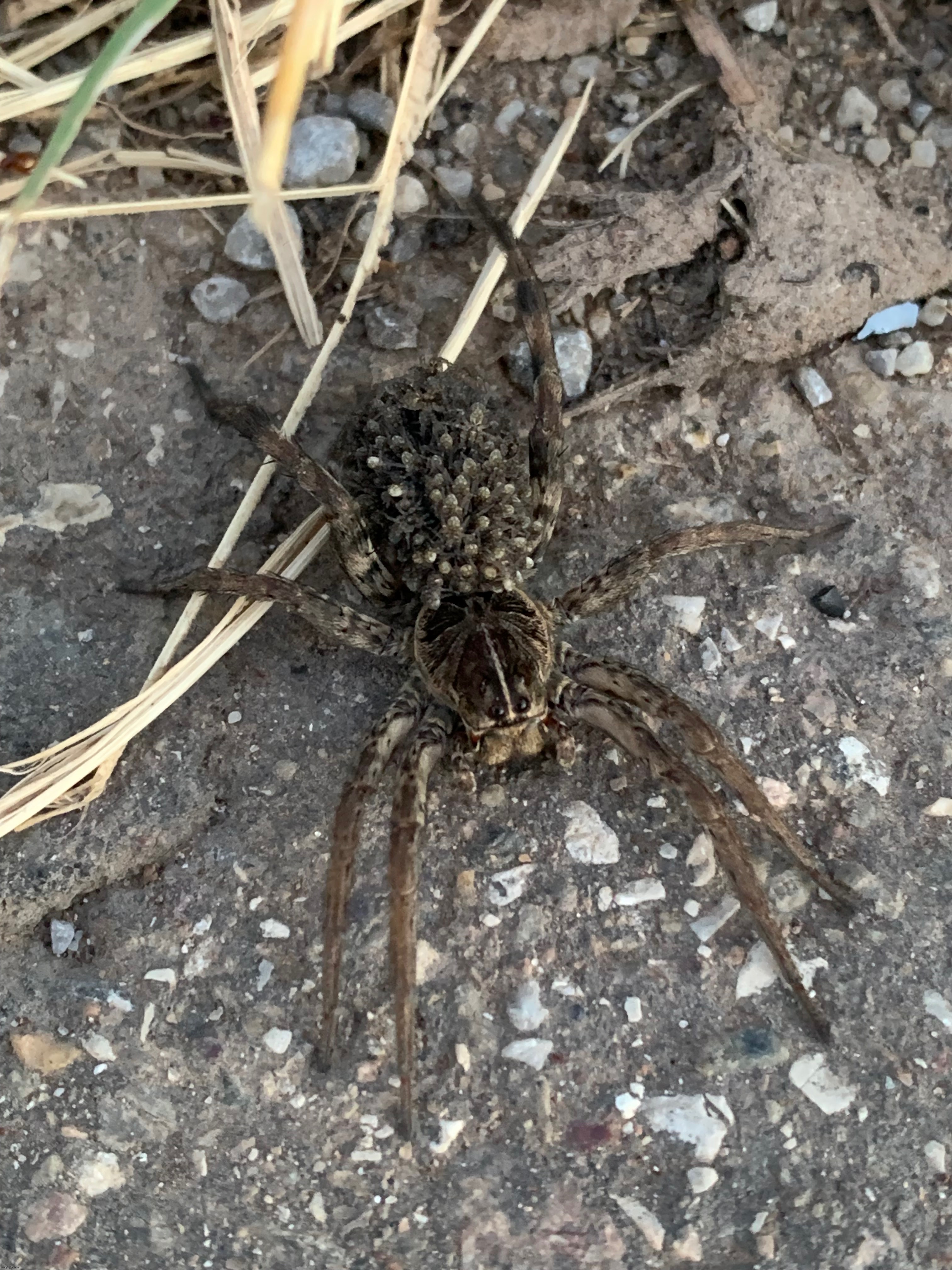 FISHING SPIDER CARRYING BABIES ON HER BACK | made w/ Imgflip meme maker