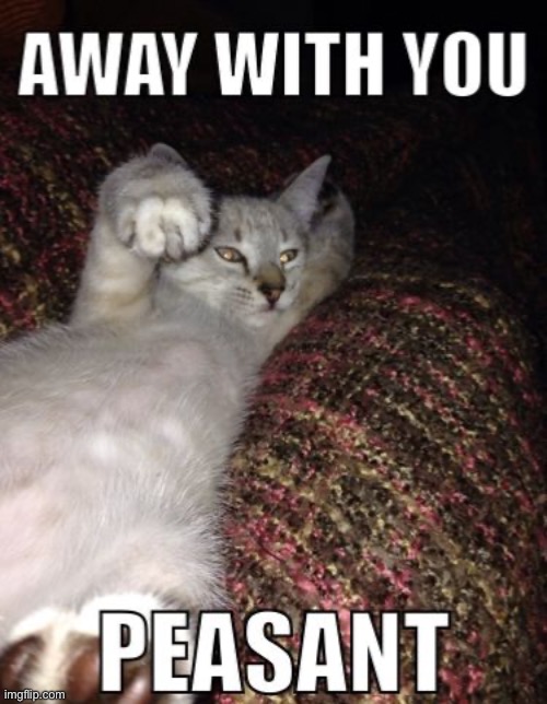 Away With You | image tagged in cats,funny cats,peasant,superior royalty,go away,smug | made w/ Imgflip meme maker