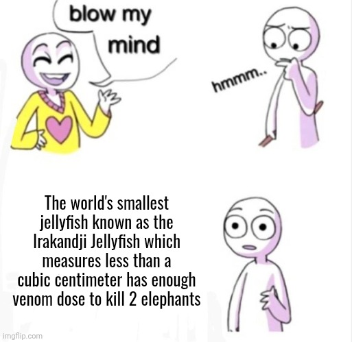 blow my mind | The world's smallest jellyfish known as the Irakandji Jellyfish which measures less than a cubic centimeter has enough venom dose to kill 2 elephants | image tagged in blow my mind | made w/ Imgflip meme maker