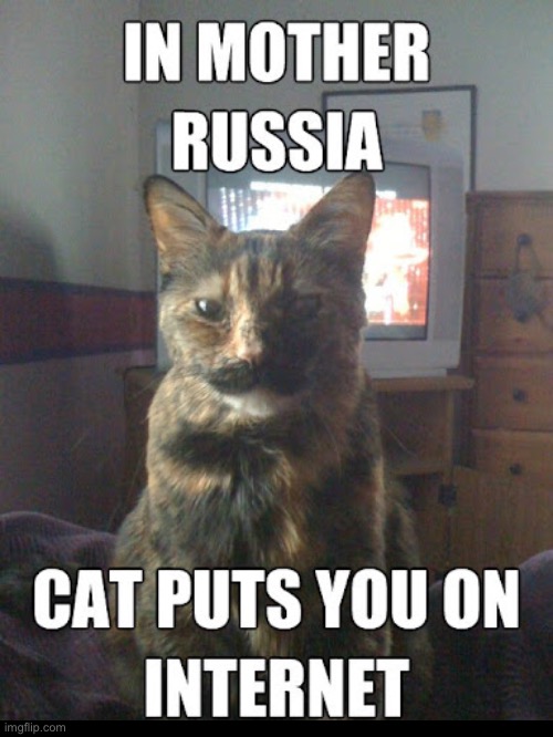In Mother Russia | image tagged in cats,funny cat memes,joseph stalin,mother russia,dictator,communist socialist | made w/ Imgflip meme maker